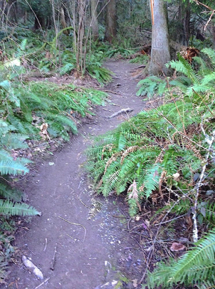 Merged trail from Sunnyside and Cedar Park to Park Loop Trail is steep with large roots